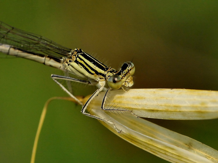 Platycnemis pennipes